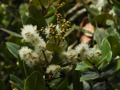 Myrcia subsessilis