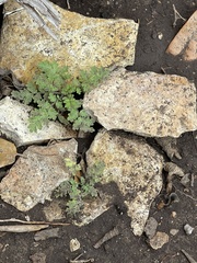 Phacelia congesta