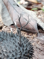 Xylaria apeibae