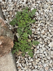Phacelia congesta