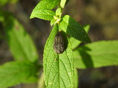 Acmaeodera