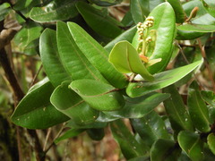 Myrcia subsessilis