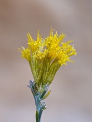 Ericameria nauseosa mohavensis