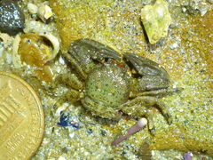 Petrolisthes cabrilloi