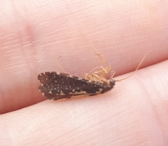 Polyplectropus
