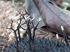Xylaria apeibae