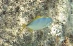 Caranx bartholomaei