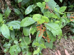 Palicourea crocea