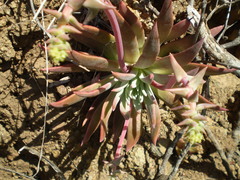 Dudleya candelabrum