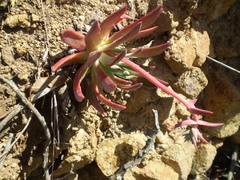 Dudleya candelabrum