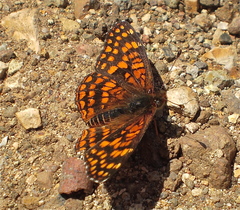 Chlosyne gabbii atrifasciata