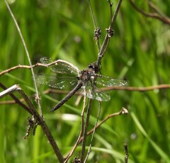 Epitheca petechialis