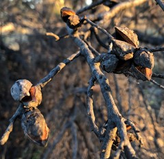 Hakea mitchellii