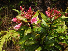 Bejaria