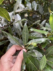 Ocotea floribunda
