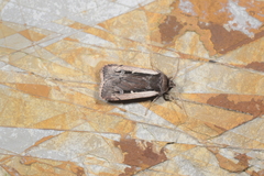 Ochropleura leucogaster