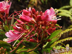 Bejaria