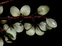 Olearia polita