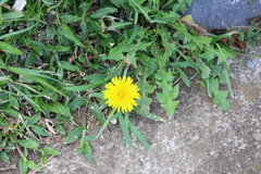 Taraxacum officinale image