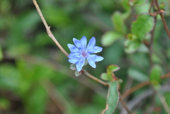 Ceratostigma minus