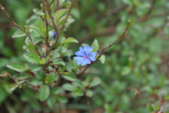 Ceratostigma minus