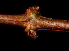 Olearia polita
