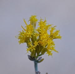Ericameria nauseosa mohavensis