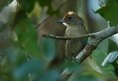 Thamnophilus punctatus