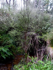 Olearia polita