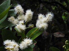 Myrcia subsessilis