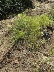 Carex subbracteata