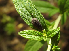 Acmaeodera