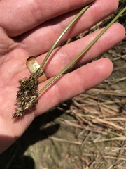 Carex subbracteata