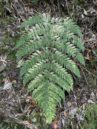 Nothoperanema hendersonii iNat (2)