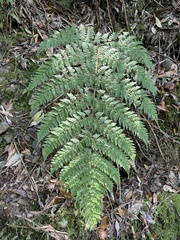 Dryopteris hendersonii