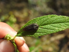 Acmaeodera