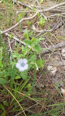 Linum bienne