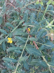 Ludwigia elegans