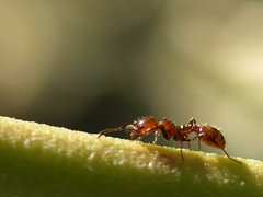 Chelaner antarcticus