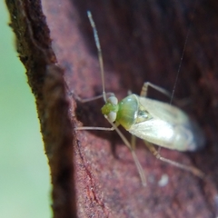 Pinalitus cervinus