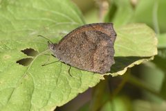 Pindis squamistriga