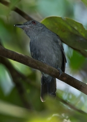 Thamnophilus schistaceus