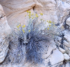 Ericameria nauseosa mohavensis