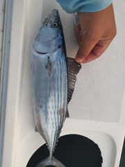 Sarda orientalis