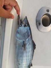 Sarda orientalis