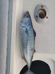 Sarda orientalis