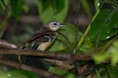 Thamnophilus stictocephalus