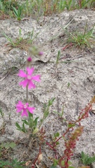 Silene scabriflora