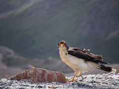 Daptrius albogularis