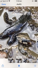 Acanthoclinus marilynae